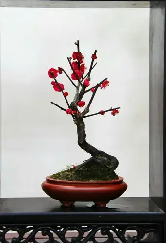 碧沙岗公园2017迎新梅花盆景展