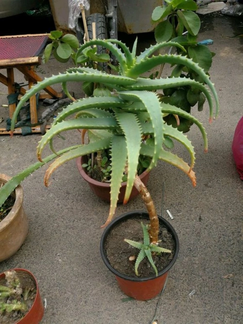 养盆木立芦荟脚底皲裂手背干燥叶子擦一擦溜光水滑