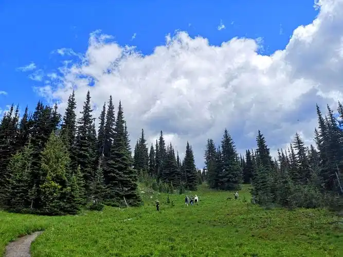 夏日的诱惑:曼宁高山草甸