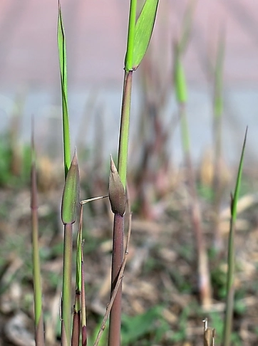 芦芽怎么才好吃 芦芽是什么样的