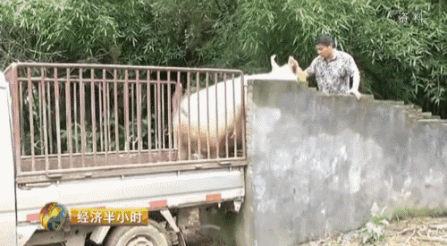 500_275gif 动态图 动图