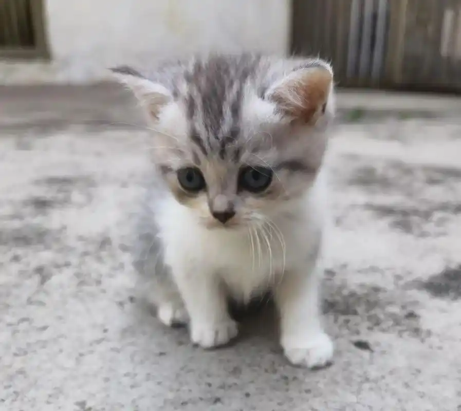 美短英短蓝白英短乳白.美短小母猫,英短蓝白小公猫,英短蓝白小 - 抖音