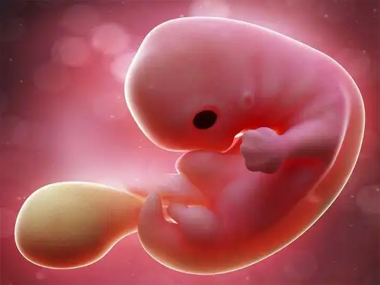 可以看见胎芽大约是怀孕多少周了