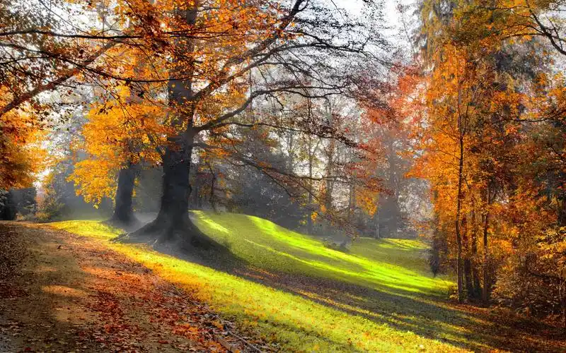 林间小径唯美清新护眼高清桌面壁纸