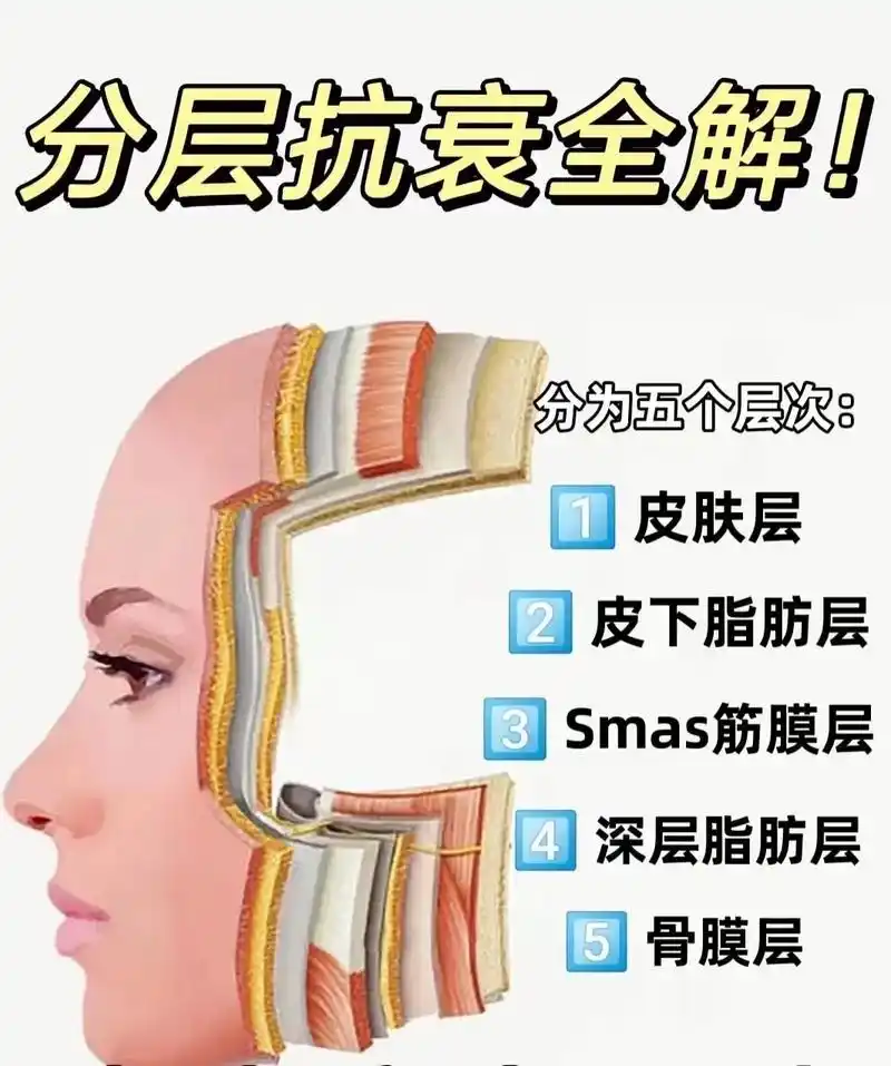 护肤科普面部结构总体分为5层