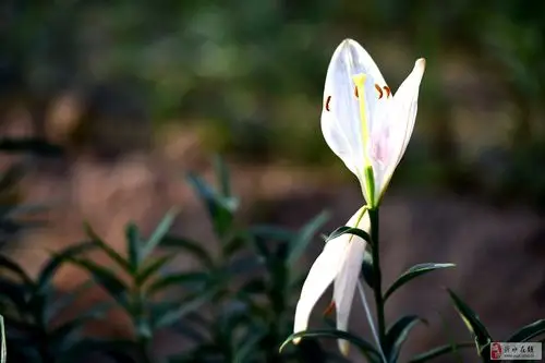 百合谷中花争艳