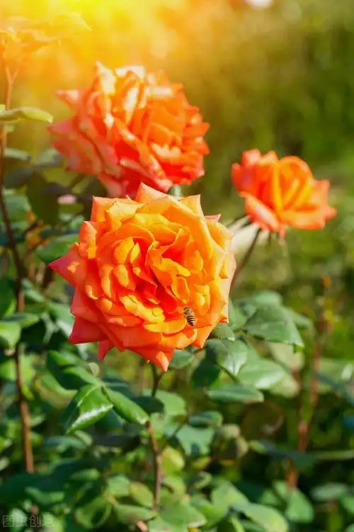 五颜六色的花美景(鲜花美丽大自然)(32)