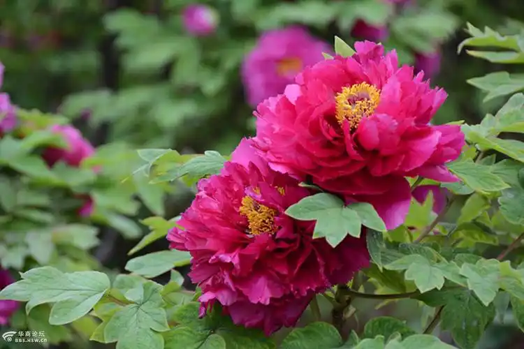 图拍花中君子洛阳红牡丹