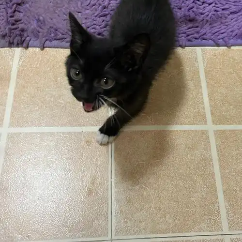 跟了我们一路,天气不好就先把它带回家避雨了,是一只可爱的白手套猫猫