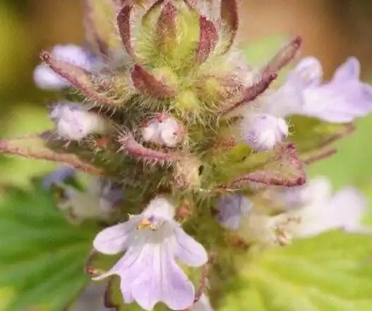 车前草:通利水道,祛痰镇咳,解毒等功效荔枝草:有去热,降火,润嗓,消炎