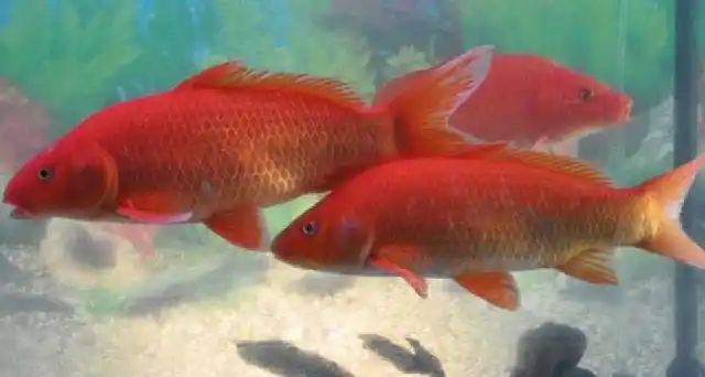 兴国红鲤鱼是国家非出口鱼种