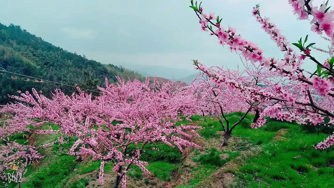 走进春天,去炎陵平乐看三生三世的十里桃林