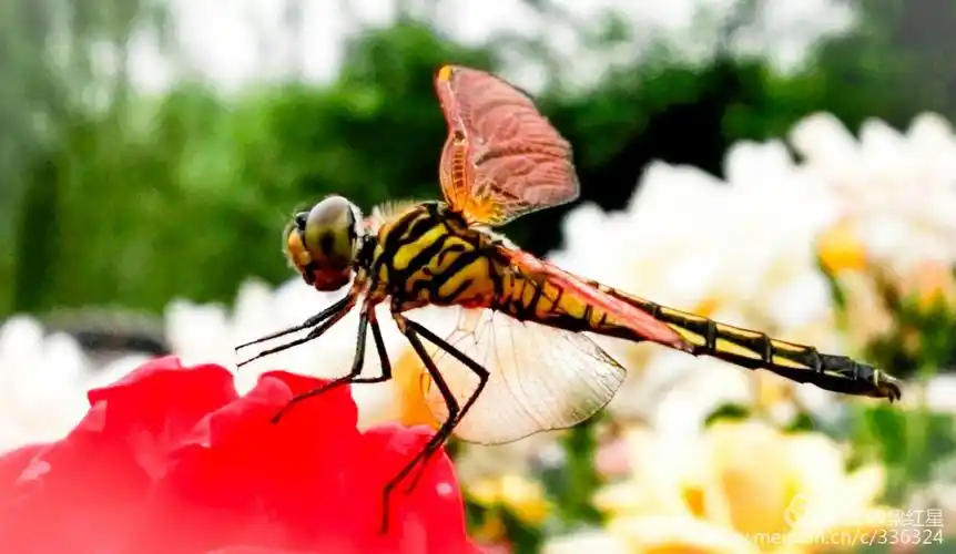 月季花上的红蜻蜓(手机拍摄)