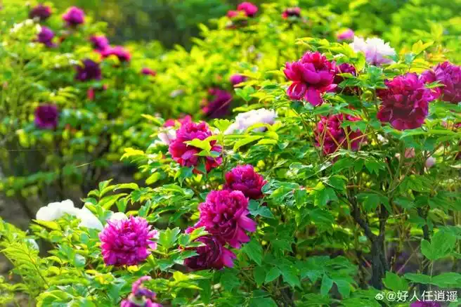 四月,您好!(牡丹花,摄于洛阳)#洛阳牡丹甲天下#洛阳