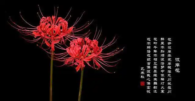 彼岸花的花语是什么(彼岸花的花语是什么意思) - 植物百科网