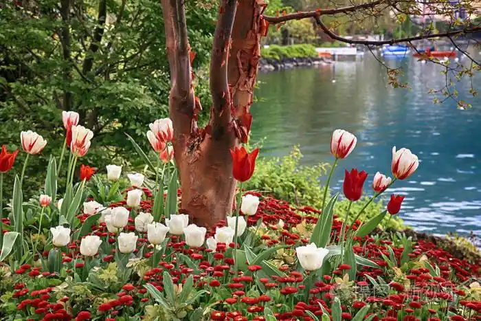 美丽的风景与花和湖日内瓦, 蒙特勒, 瑞士
