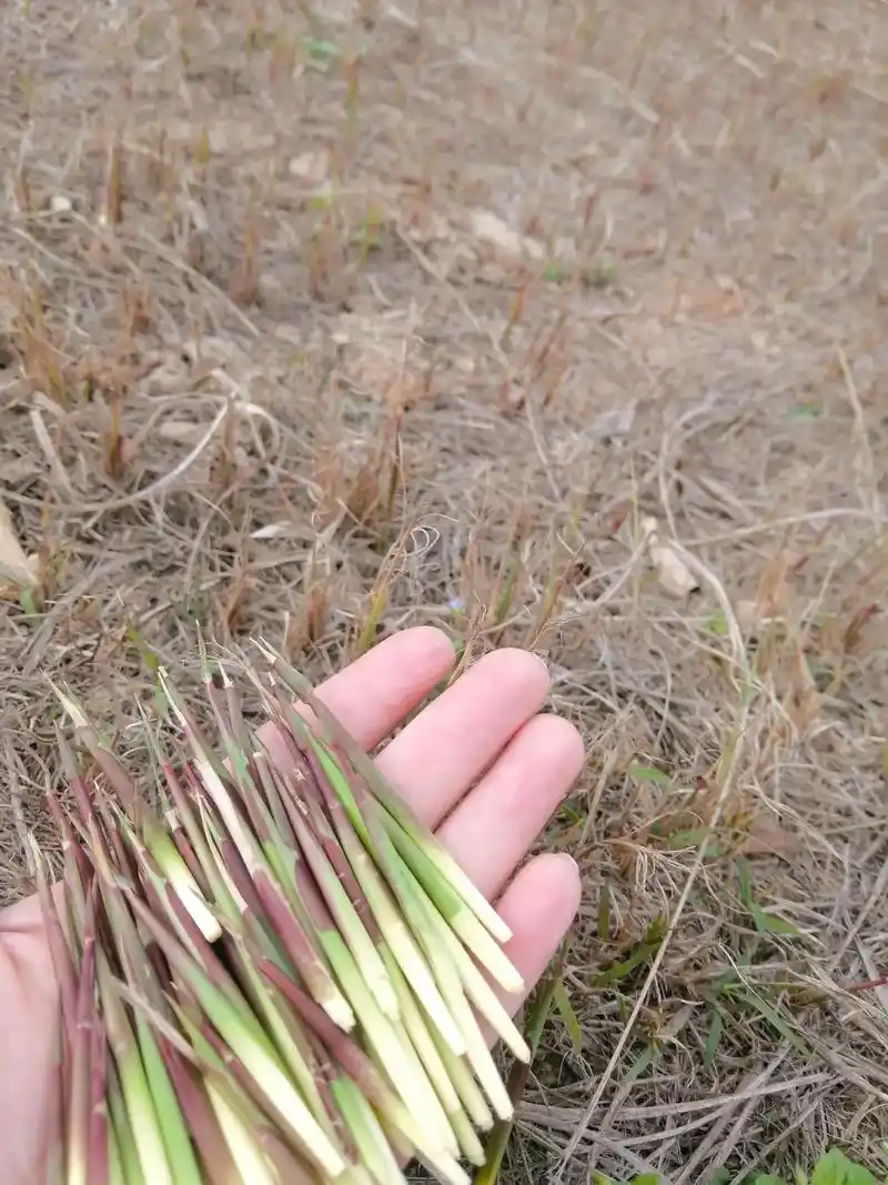 80后,90后的农村童年回忆,我们这边叫毛毛草,你们那边叫什 - 抖音