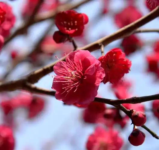 章丘美丽的朱砂梅