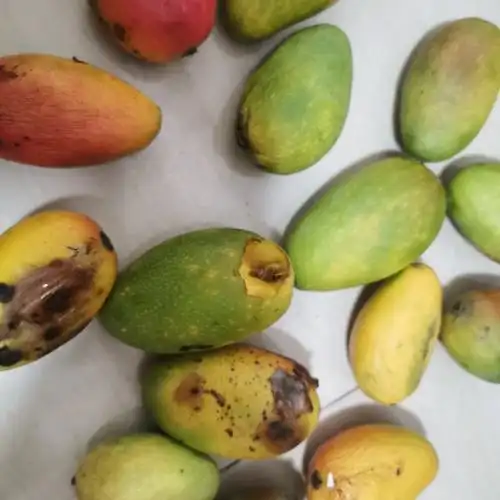 芒果大小果10斤摘现芒版纳西双版纳芒斤贵妃商品评价 > 腐烂的不成