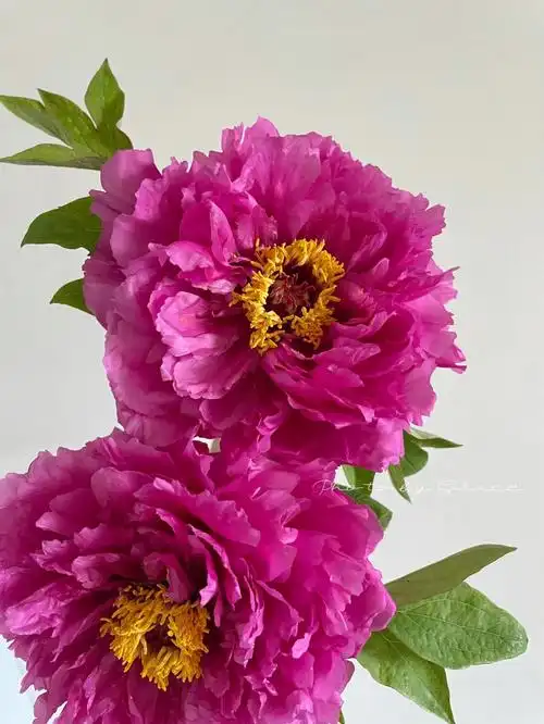 国产牡丹洛阳红