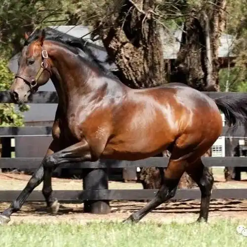 父凭子荣战无不胜配种费大涨成澳洲第一种公马