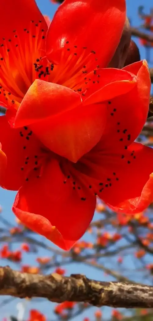 来海南赏木棉花