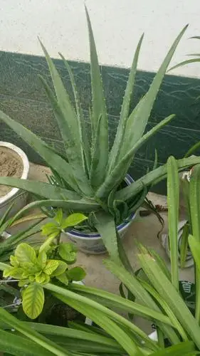 真相了80的合肥人养芦荟养死了智商捉急