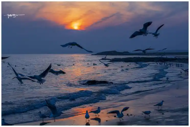 日落 海鸥