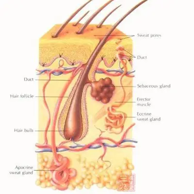皮肤最外层的天然保护伞就是靠油脂组成的皮脂膜