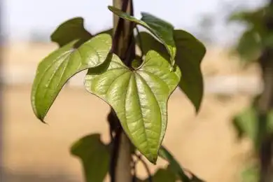 虚化的金色麦田背景上一株生长中的黄绿色山药叶