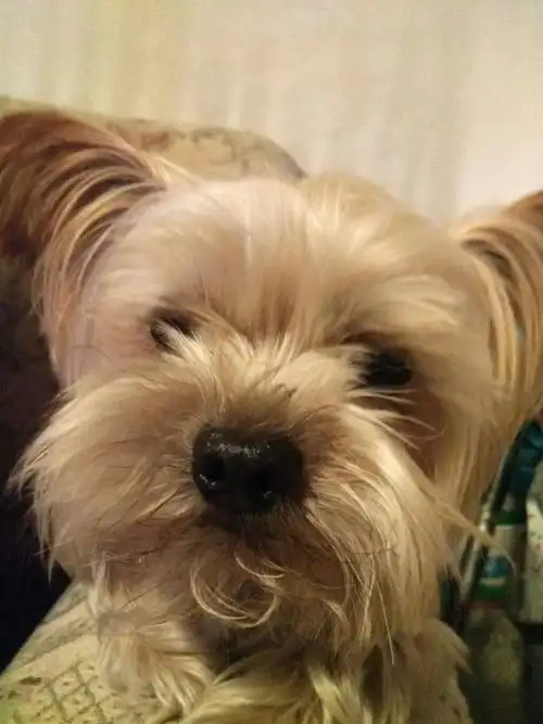 调皮,捣蛋,可爱狗