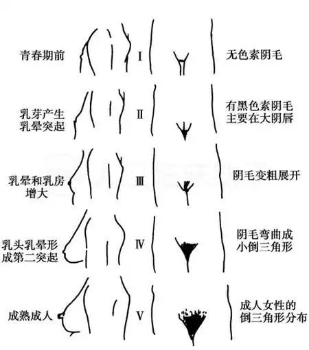 8岁女童正常的卵泡发育