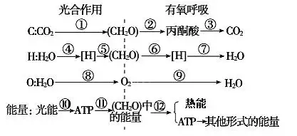 如图表示光合作用和有氧呼吸过程中cho三种元素的转移途径以及能量