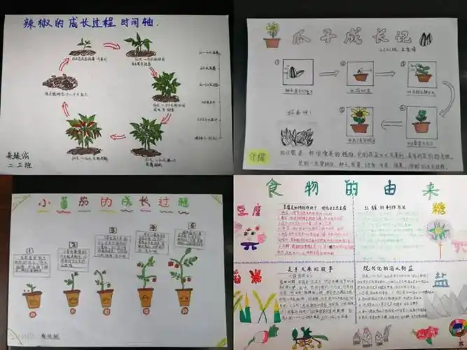 67数学项目学习活动爱惜粮食光盘行动低年级主题项目活动食物的由来
