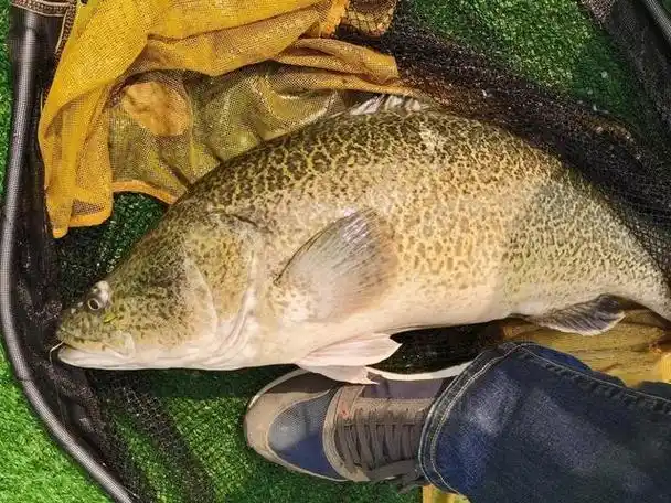 这种鱼是澳大利亚的国宝,现已侵入我国水域,网友担心会"泛滥"