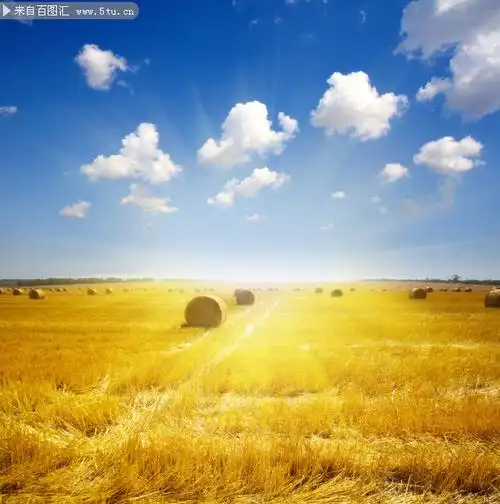 麦田蓝天高清图片素材