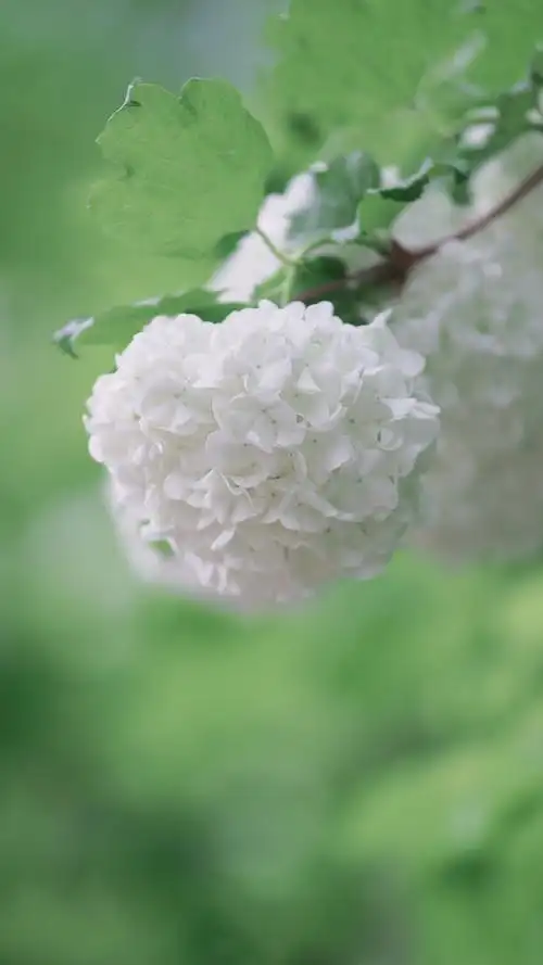 清新素雅绣球花唯美高清手机壁纸 _ 图片网