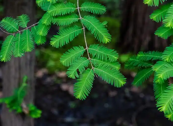 清新的水杉叶子