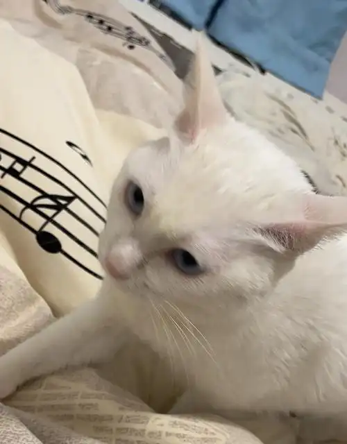 是所有的白猫鼻子都很大吗