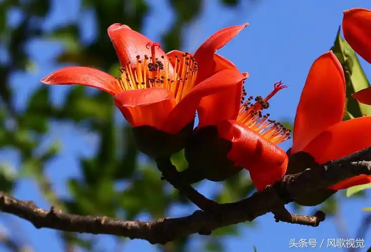 三亚:木棉花开迎客来,醉人的伊人和那片红