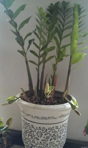 金钱树开花(金钱树开花不吉祥 死人)