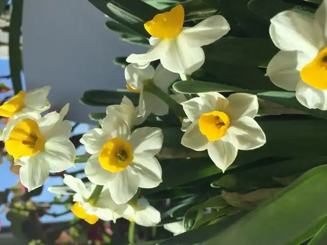 金盏银台水仙花