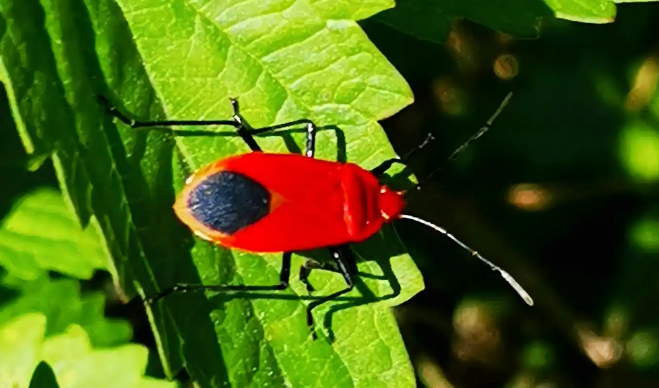 3-1.7厘米,体色朱红色.