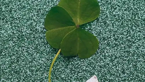 回车桌面>电脑壁纸>花卉>植物>希望四叶草带来好运的图片> > 电脑壁纸