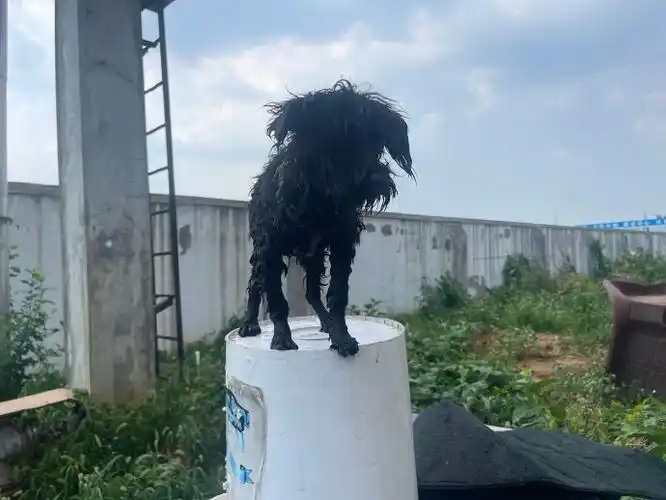 最帅的小黑,洗完澡,晒个太阳!