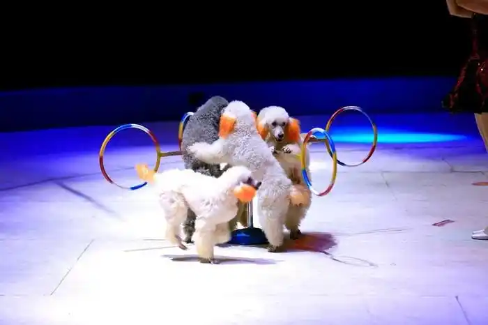 (海陆空)动物表演东北虎,非洲狮子,狗熊,山羊,贵宾犬,金刚鹦鹉,海狮