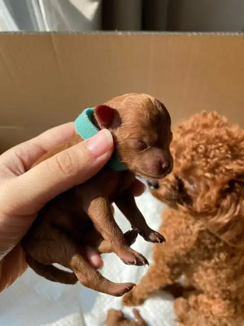 怀孕也可养狗子哟～ 生仔仔啦