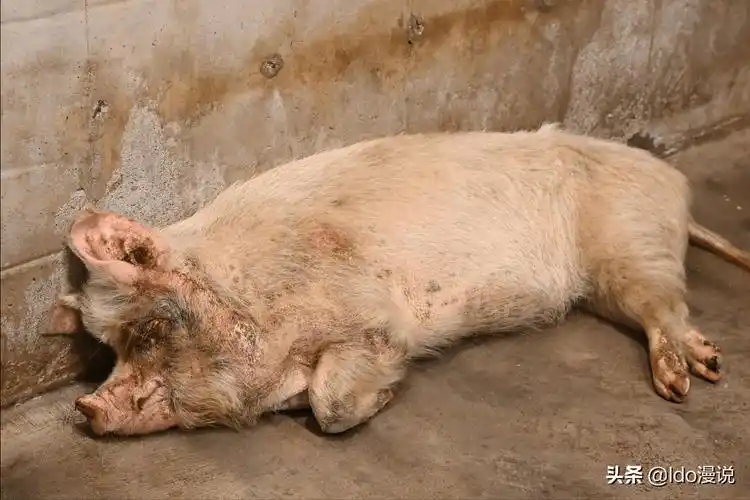 原创13年前汶川地震被埋36天的猪坚强后来生活得怎么样