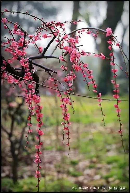 梅中奇品——垂枝梅