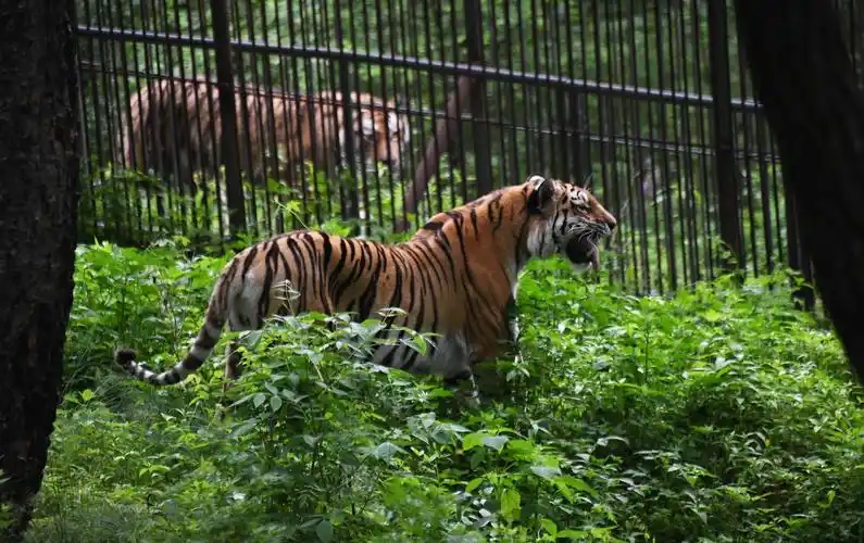 俄罗斯滨海野生动物园
